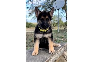 Misty - puppy for sale