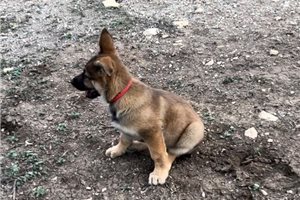Mulan - puppy for sale