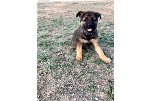 Michigan - puppy for sale