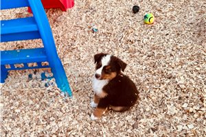 Kinsley - Miniature Australian Shepherd for sale