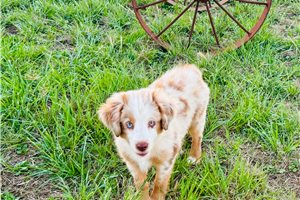 Priah - Miniature Australian Shepherd for sale