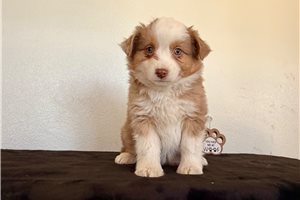 Reagan - puppy for sale