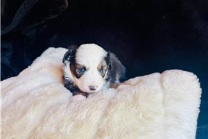 Baroness - puppy for sale