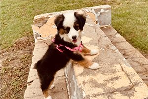 Bruna - Miniature Australian Shepherd for sale