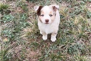 Sadie - Miniature Australian Shepherd for sale