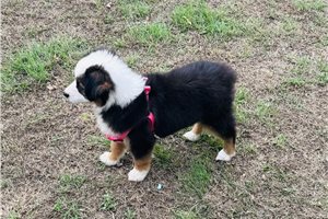 Bruna, a Miniature Australian Shepherd puppy