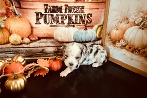 Carina - Miniature Australian Shepherd for sale