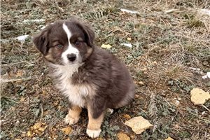 Reign - puppy for sale