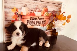 Brittany - Miniature Australian Shepherd for sale