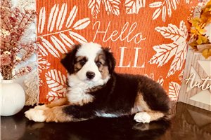Bruna - Miniature Australian Shepherd for sale