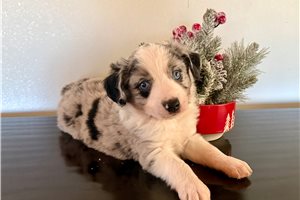 Catelyn - Miniature Australian Shepherd for sale