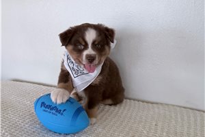 Stewart - puppy for sale