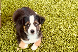 Brianna - puppy for sale