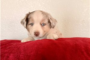 Sadie - Miniature Australian Shepherd for sale