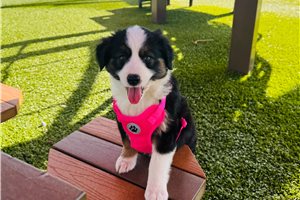 Baroness - puppy for sale