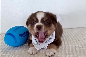 Stewart - Miniature Australian Shepherd for sale