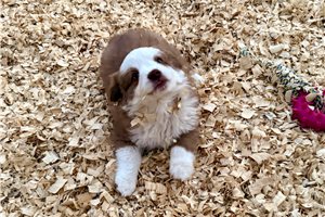 Riley - puppy for sale