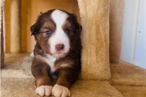 Bailey - puppy for sale