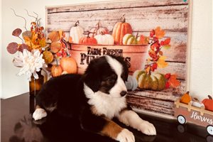 Baroness - Miniature Australian Shepherd for sale