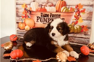 Bruna - Miniature Australian Shepherd for sale