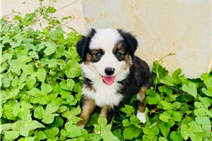 Bruna - puppy for sale