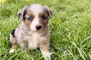 Sierra - Miniature Australian Shepherd for sale