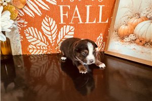 Candy - Miniature Australian Shepherd for sale