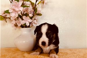 Brianna - Miniature Australian Shepherd for sale