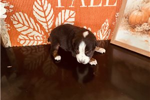 Conner - Miniature Australian Shepherd for sale