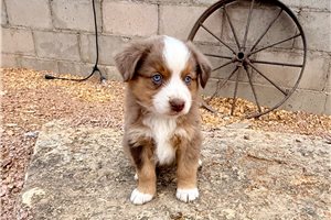 Sully - puppy for sale