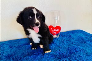 Beckett - puppy for sale