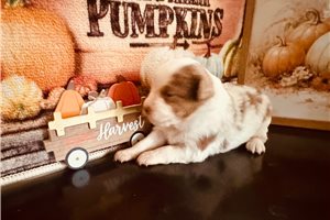 Cinder - Miniature Australian Shepherd for sale