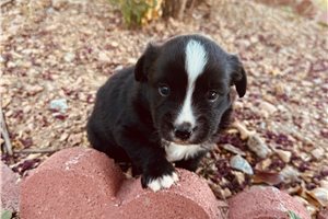 Beckett - Miniature Australian Shepherd for sale