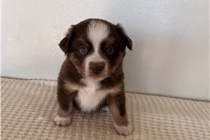 Stewart - Miniature Australian Shepherd for sale