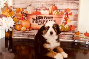 Bruna - Miniature Australian Shepherd for sale