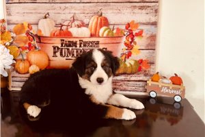 Baroness - Miniature Australian Shepherd for sale