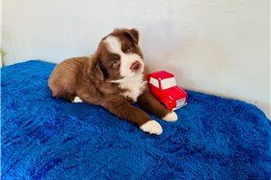 Braxton - Miniature Australian Shepherd, placed in Abilene