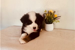 Brittany - Miniature Australian Shepherd for sale