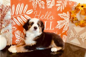 Bruna, a Miniature Australian Shepherd puppy