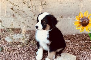 Brittany - Miniature Australian Shepherd for sale