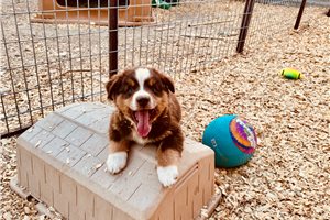 Stewart - Miniature Australian Shepherd for sale