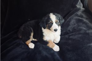 Baroness - Miniature Australian Shepherd for sale