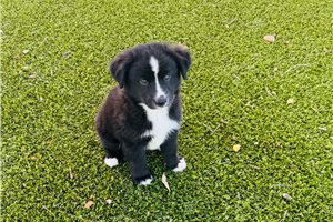 Beckett - Miniature Australian Shepherd, placed in Abilene