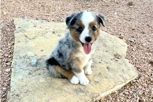 Sierra - Miniature Australian Shepherd for sale