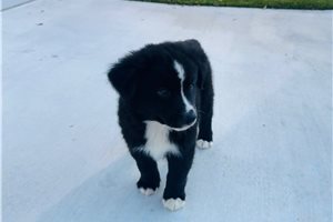 Beckett - puppy for sale
