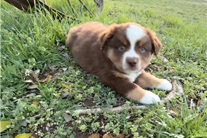 Stewart - Miniature Australian Shepherd for sale