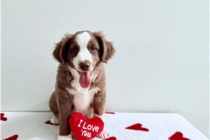 Rowan - puppy for sale