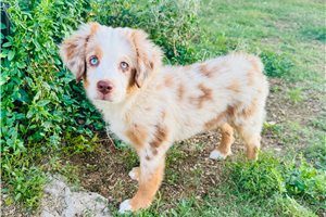 Priah - Miniature Australian Shepherd for sale