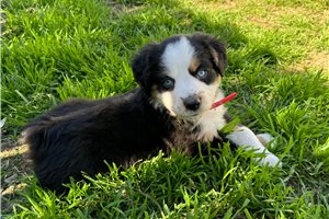 Sawyer - puppy for sale