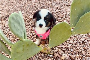 Brittany - puppy for sale